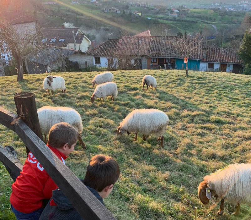 una pareja de niños disfrutan viendo unas ovejas en el campo.